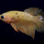 betta760