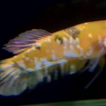 betta758
