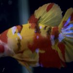 betta763