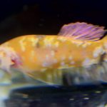 betta758