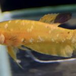 betta759