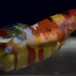 betta762