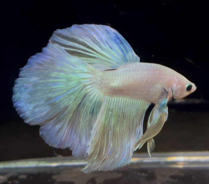 betta755
