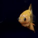 betta760