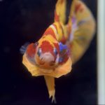 betta763