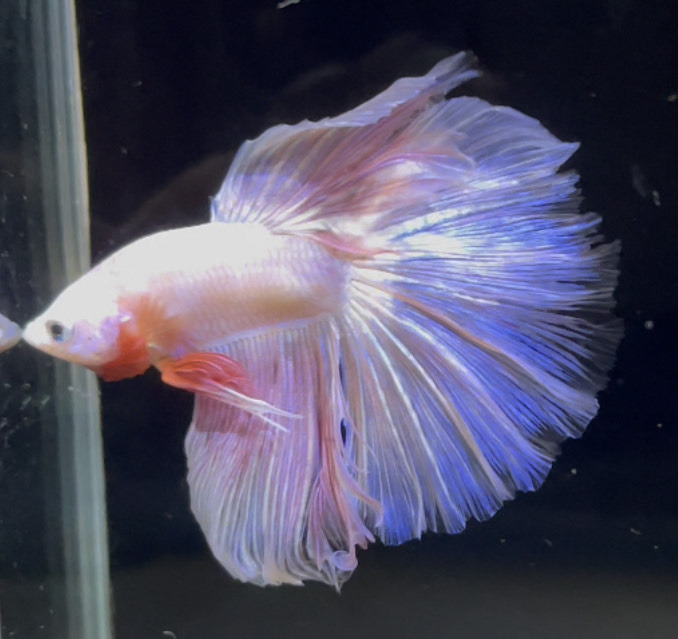 betta754