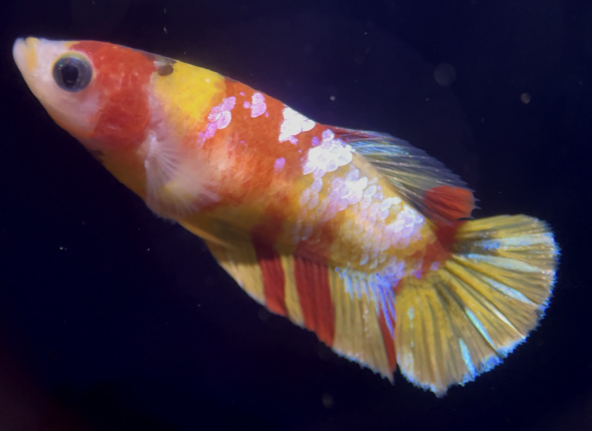 betta762