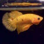 betta760