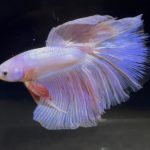betta754