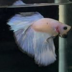 betta753