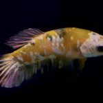 betta758