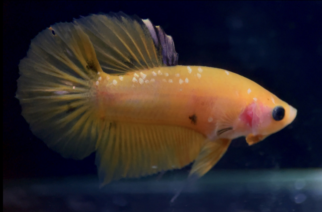 betta761