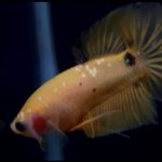 betta761