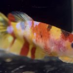 betta762