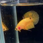 betta761