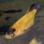 betta759