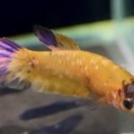 betta759