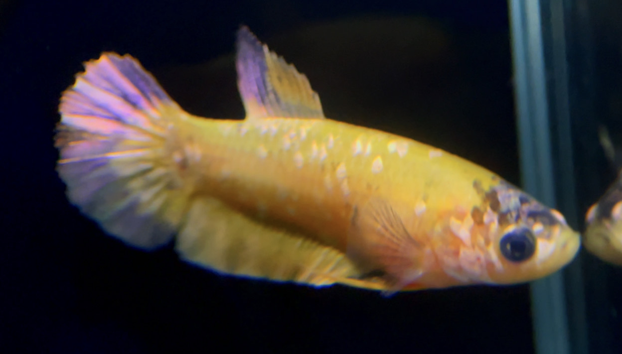 betta759