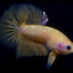 betta761