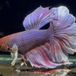 betta757