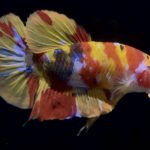 betta763