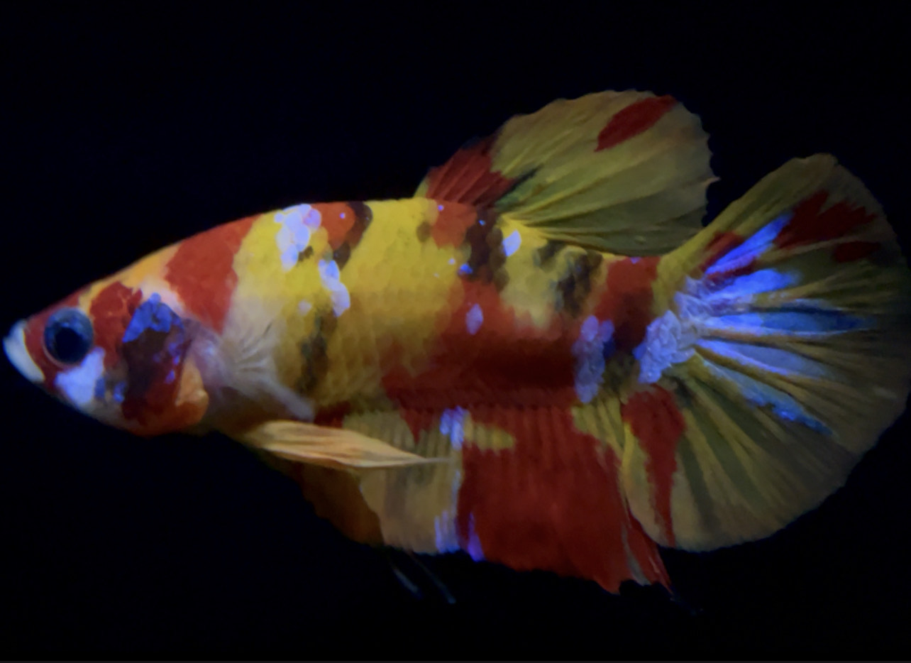 betta763