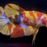 betta763