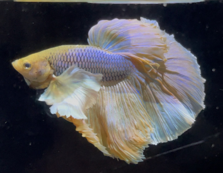 betta756