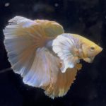 betta756