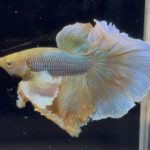 betta756