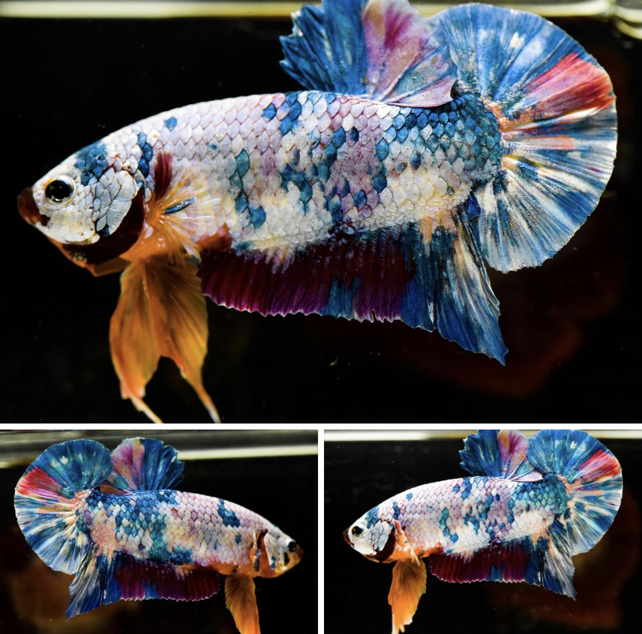 betta765