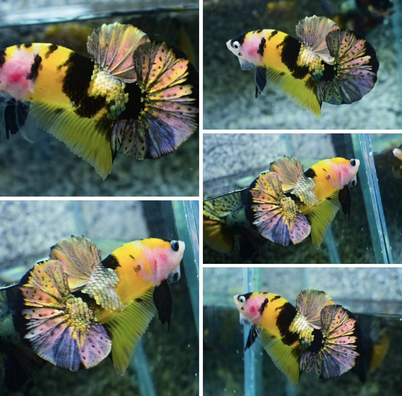 betta764