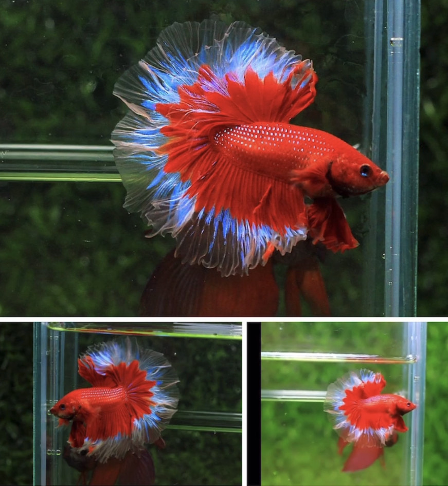 betta766
