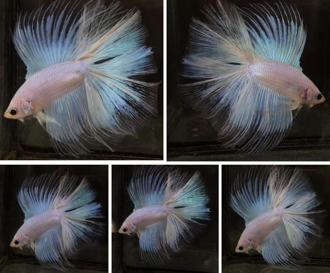 betta769