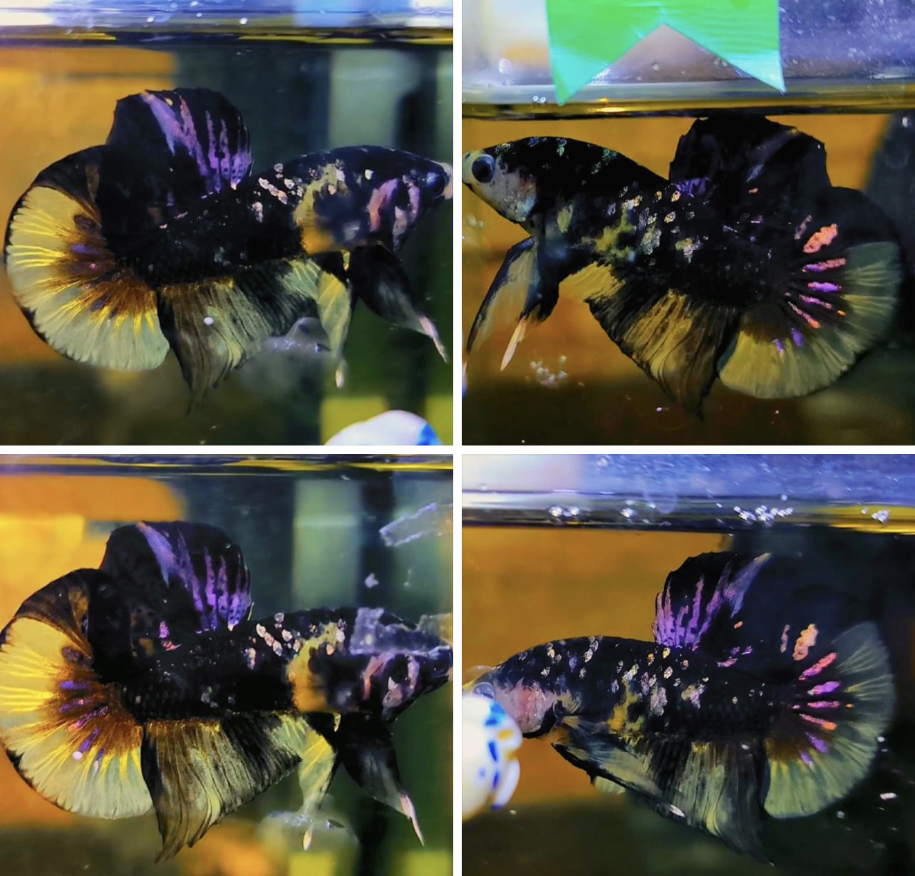 betta772