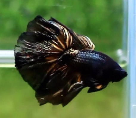 betta773