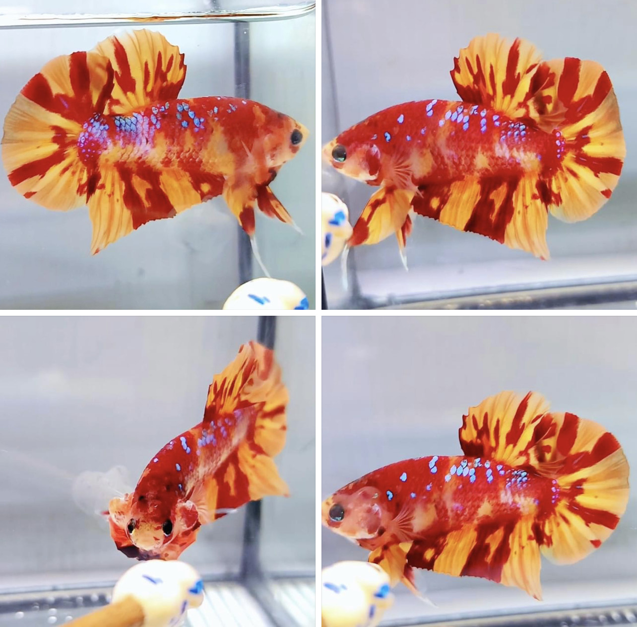 betta776