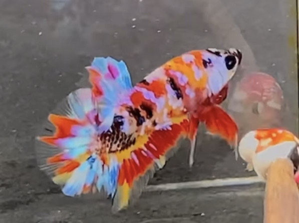 betta775