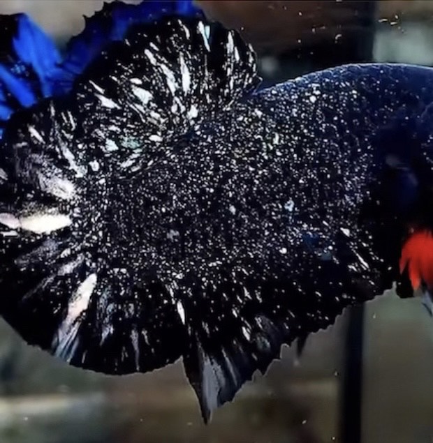 betta767