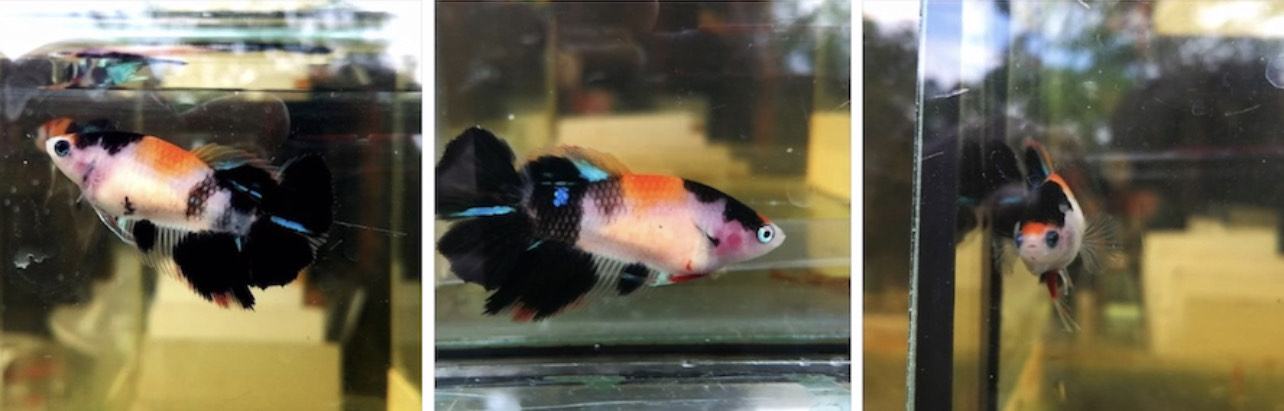 betta768