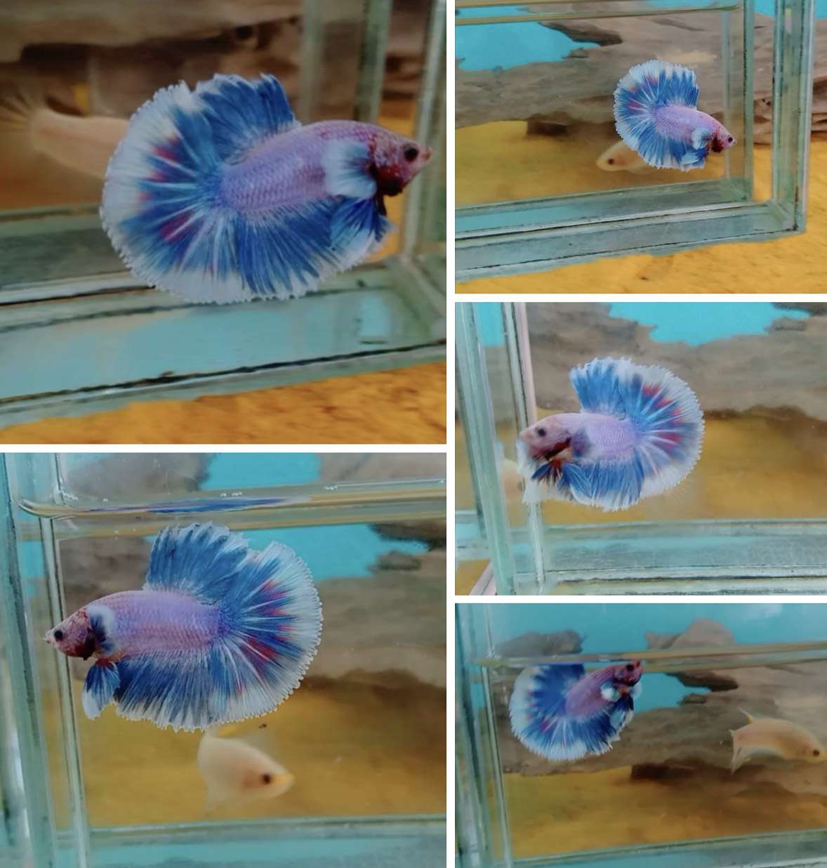 betta778