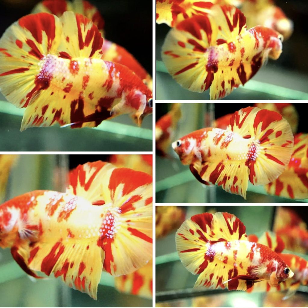 betta780