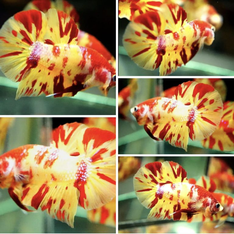betta780
