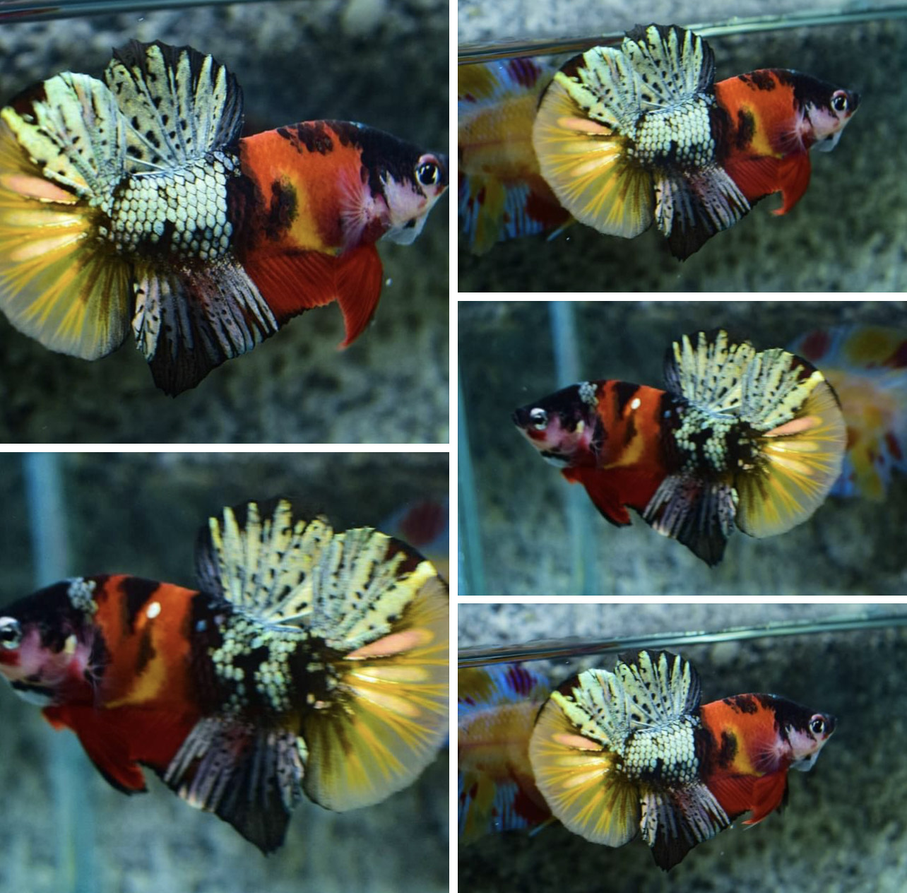 betta783