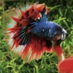 betta785