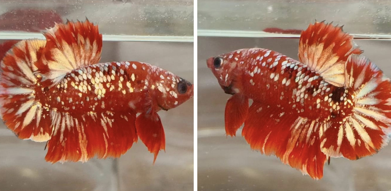 betta790