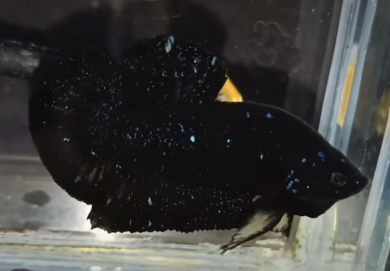 betta791