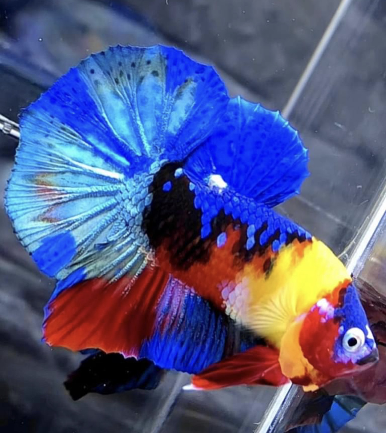 betta794