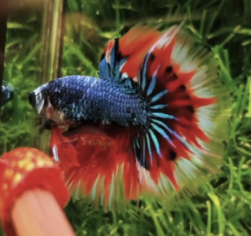 betta785