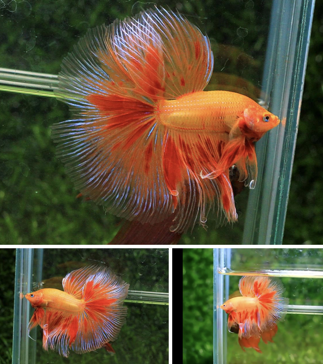 betta795